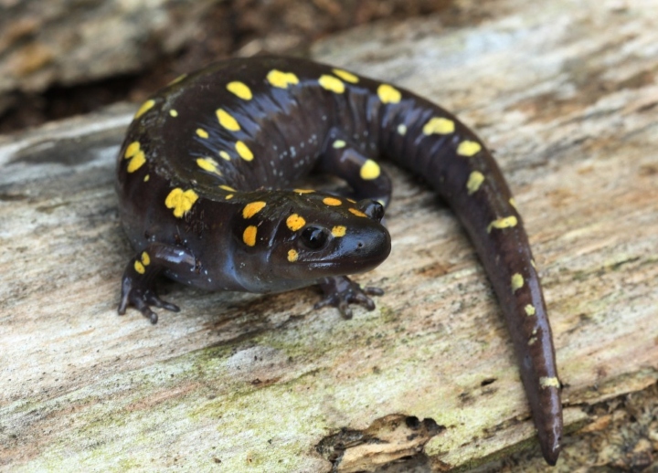 Spotted Salamander